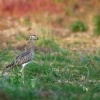 Dytik dvoupruhy - Burhinus bistriatus - Double-striped Thick-knee o9657